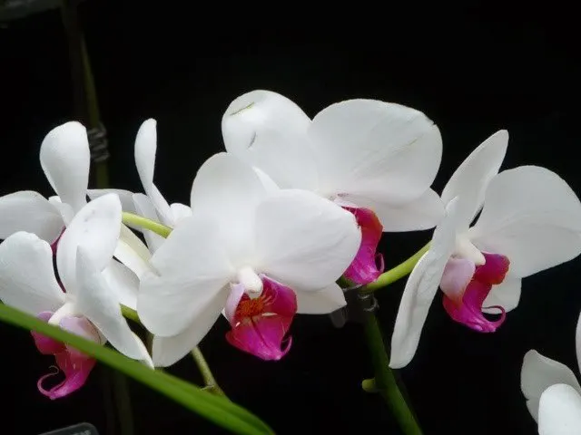 Orchid festival kew gardens.