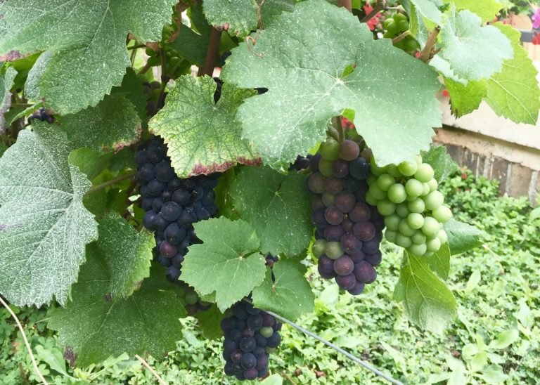 champagne grapes Moët & Chandon
