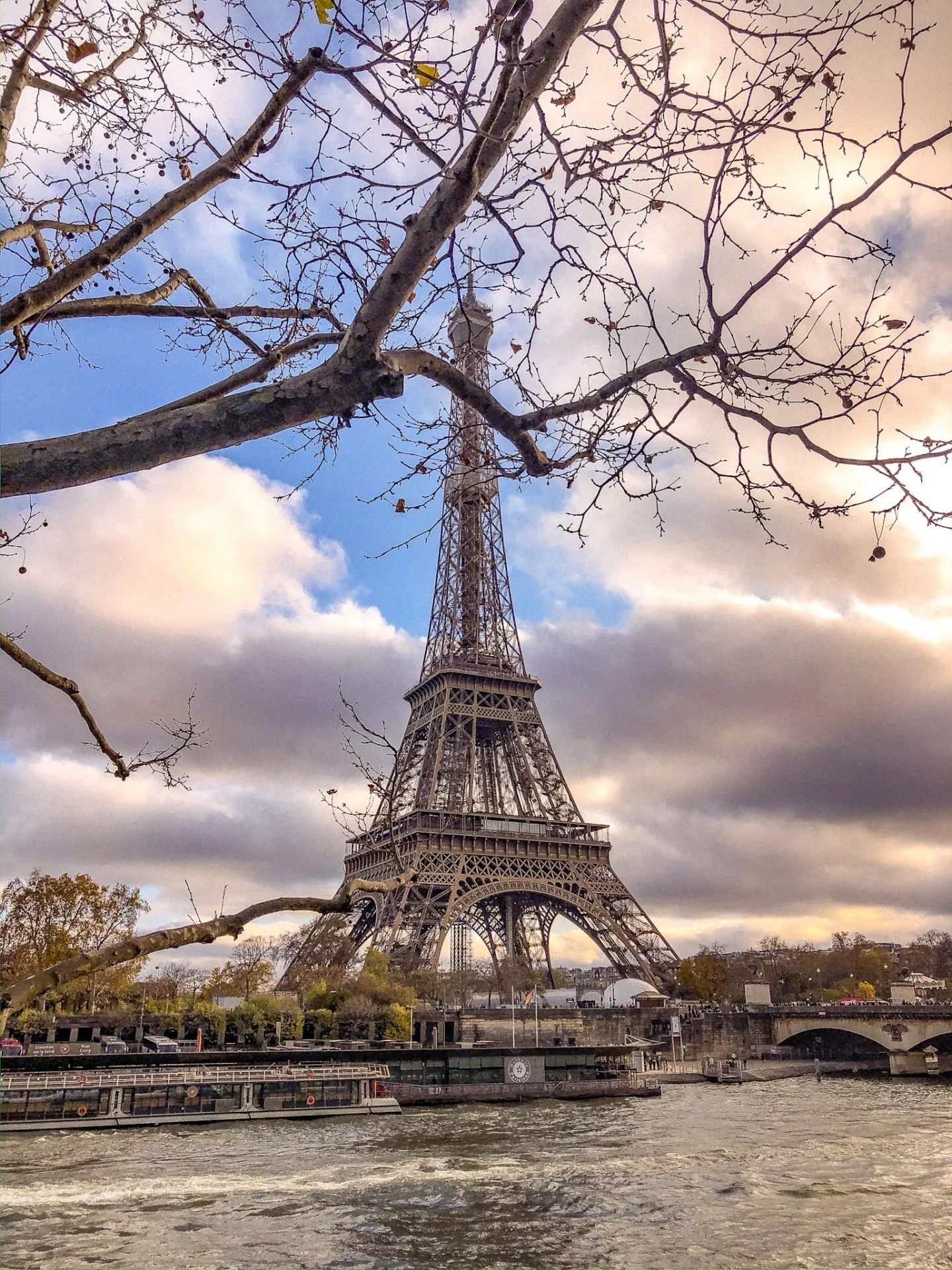 The Eiffel Tower in Paris from behind a tree