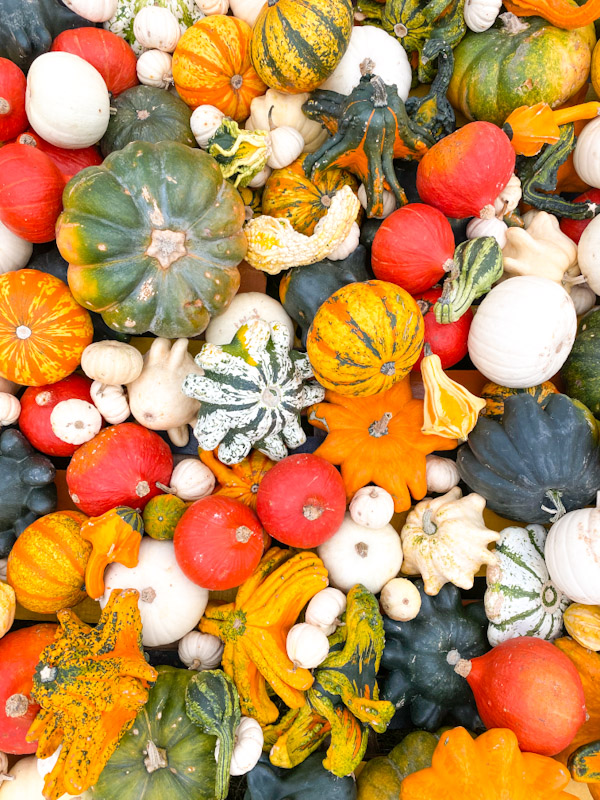 Large variety of coloured assorted squashes and pumpkins in a box