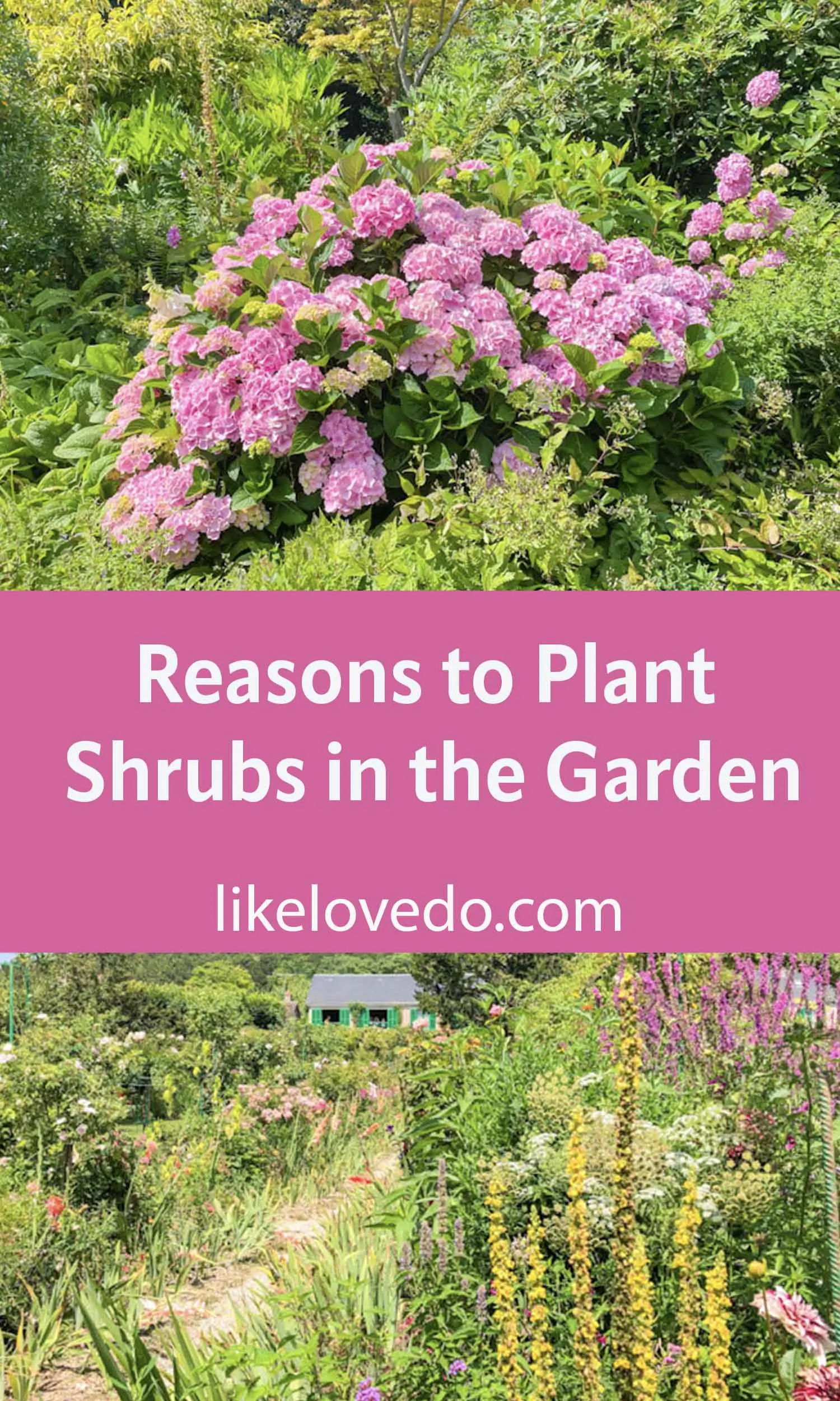 Planting Shrubs in Your Garden