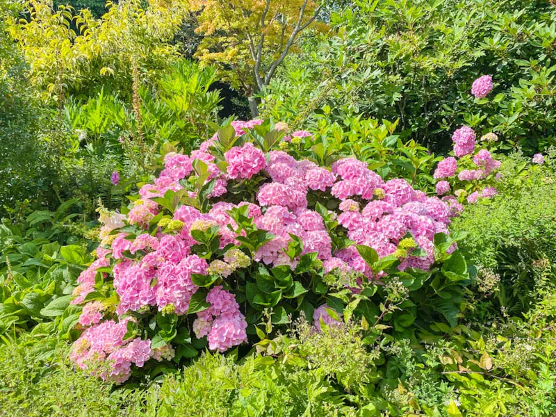 Reasons for Planting Shrubs in Your Garden - Like Love Do