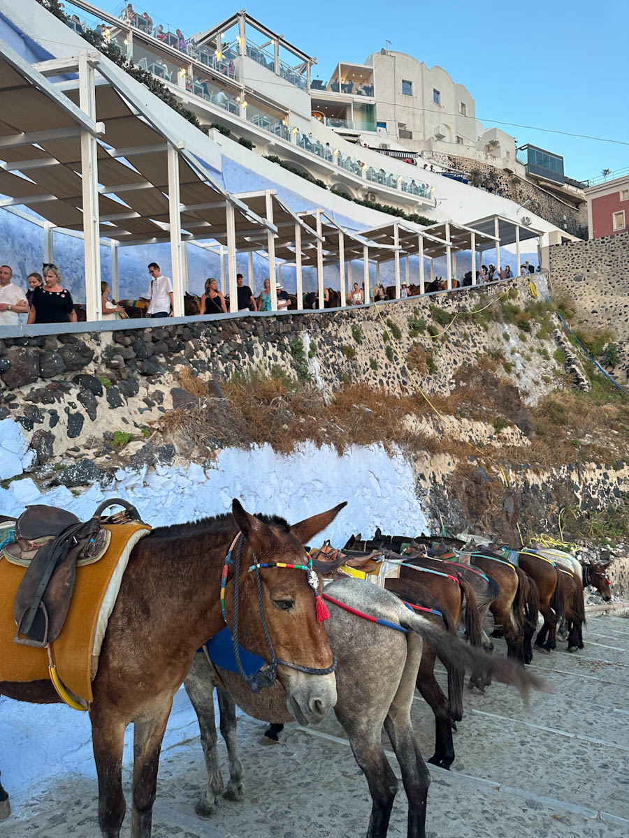 Mules and Donkeys in Santorini