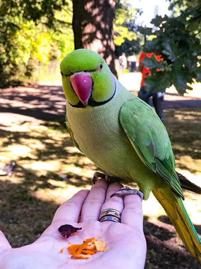 Kensington-park-parrot