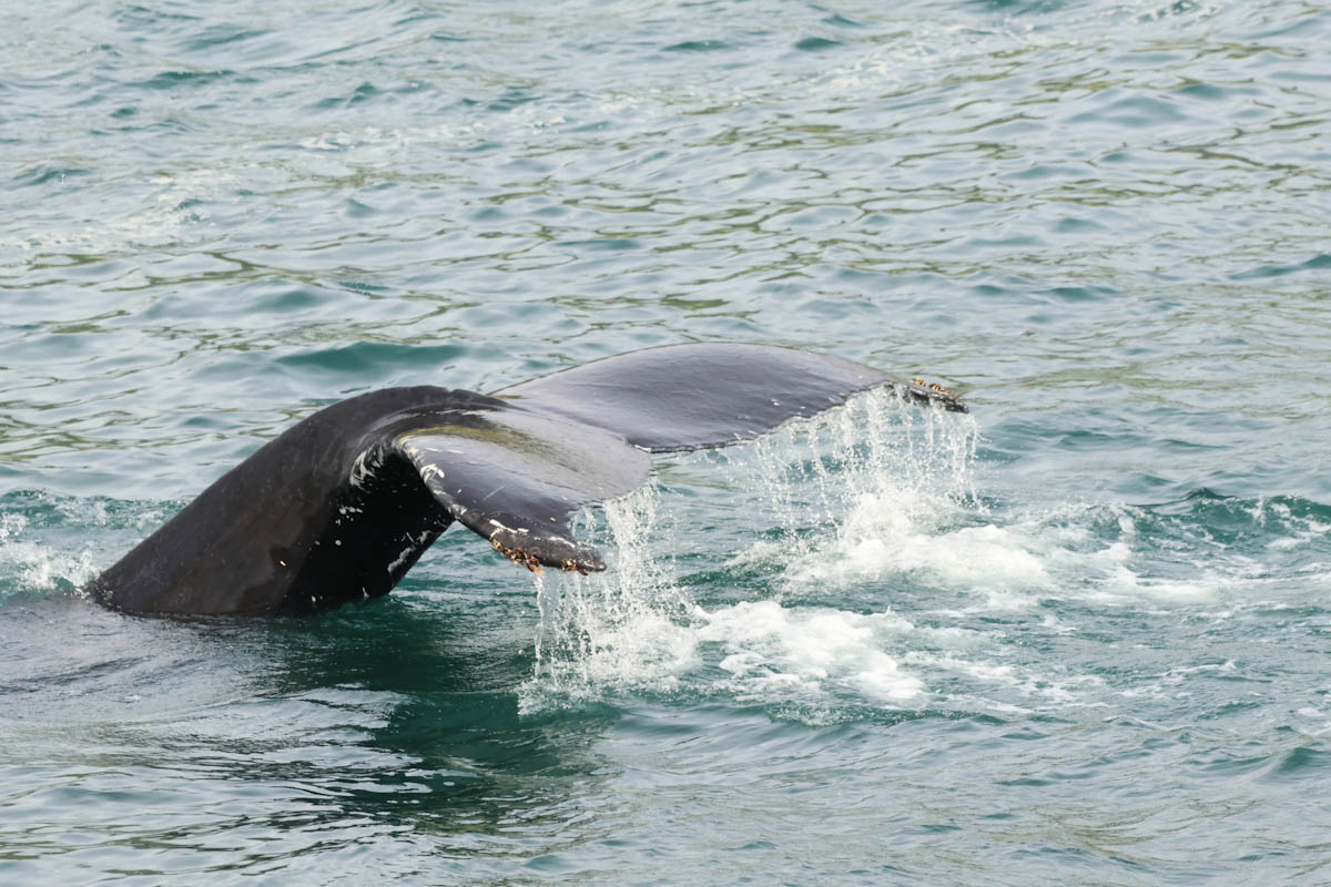 Whale-watching Iceland