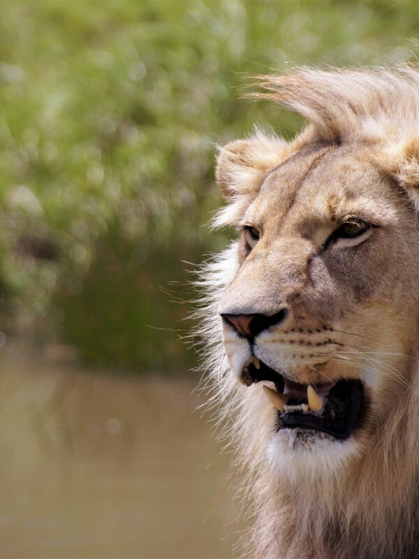 5 Reasons Africa Is the Ultimate Luxury Safari Destination