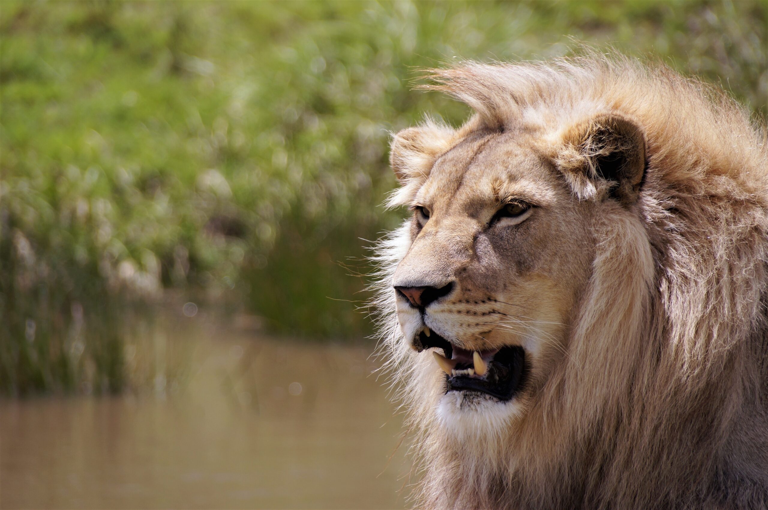 A lion on safari