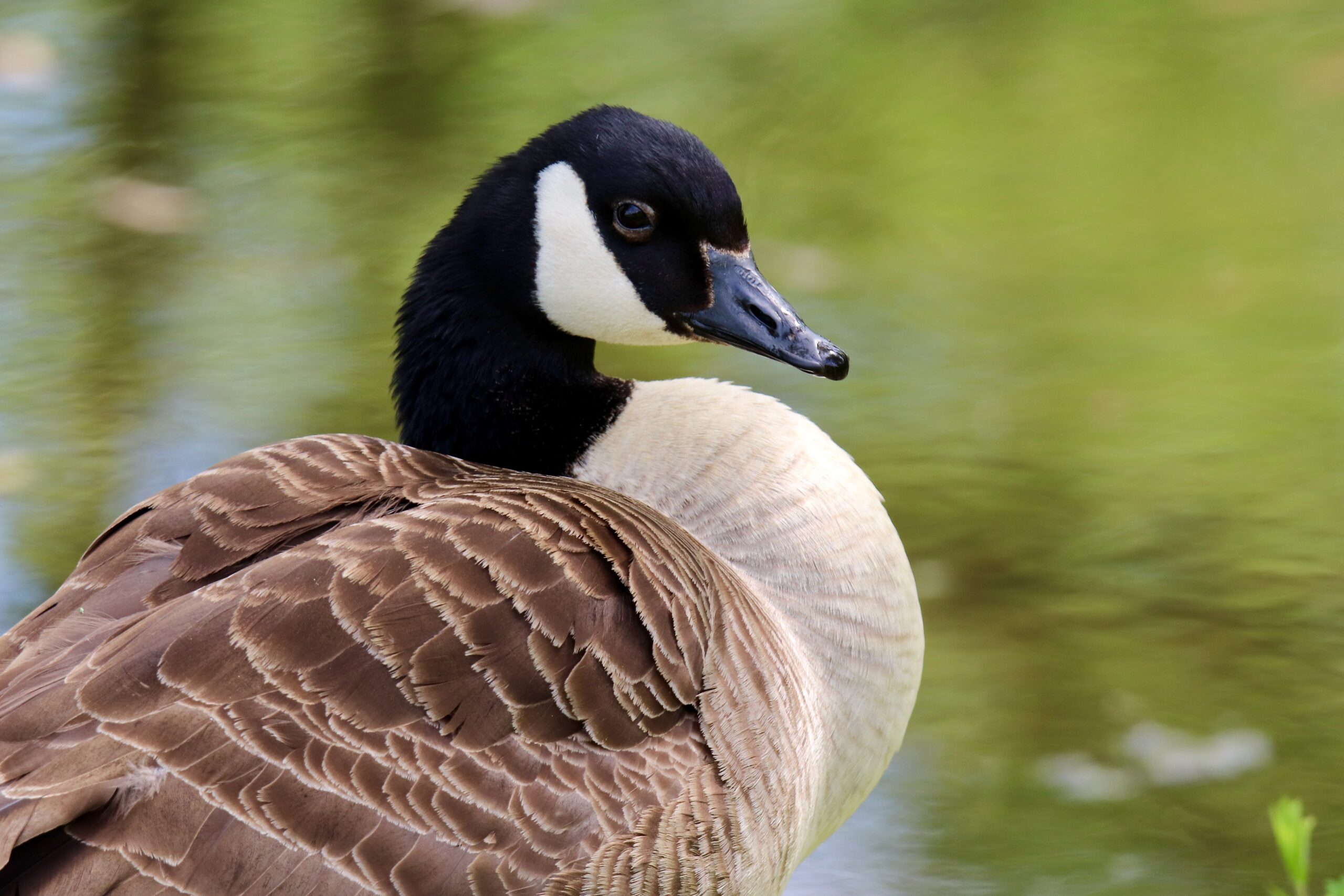 Canada goose